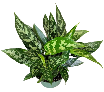 Maria (Emerald Beauty)